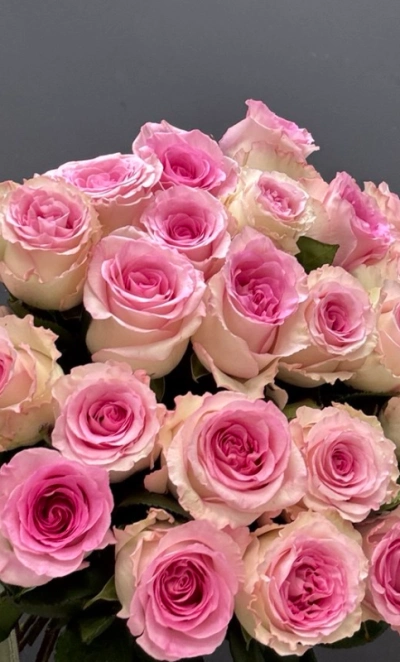 Монобукет из 25 розовых роз «Мадлен»